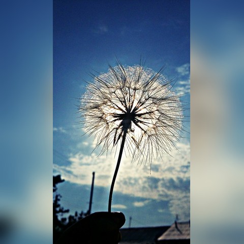 calm, dandelion wallpapers