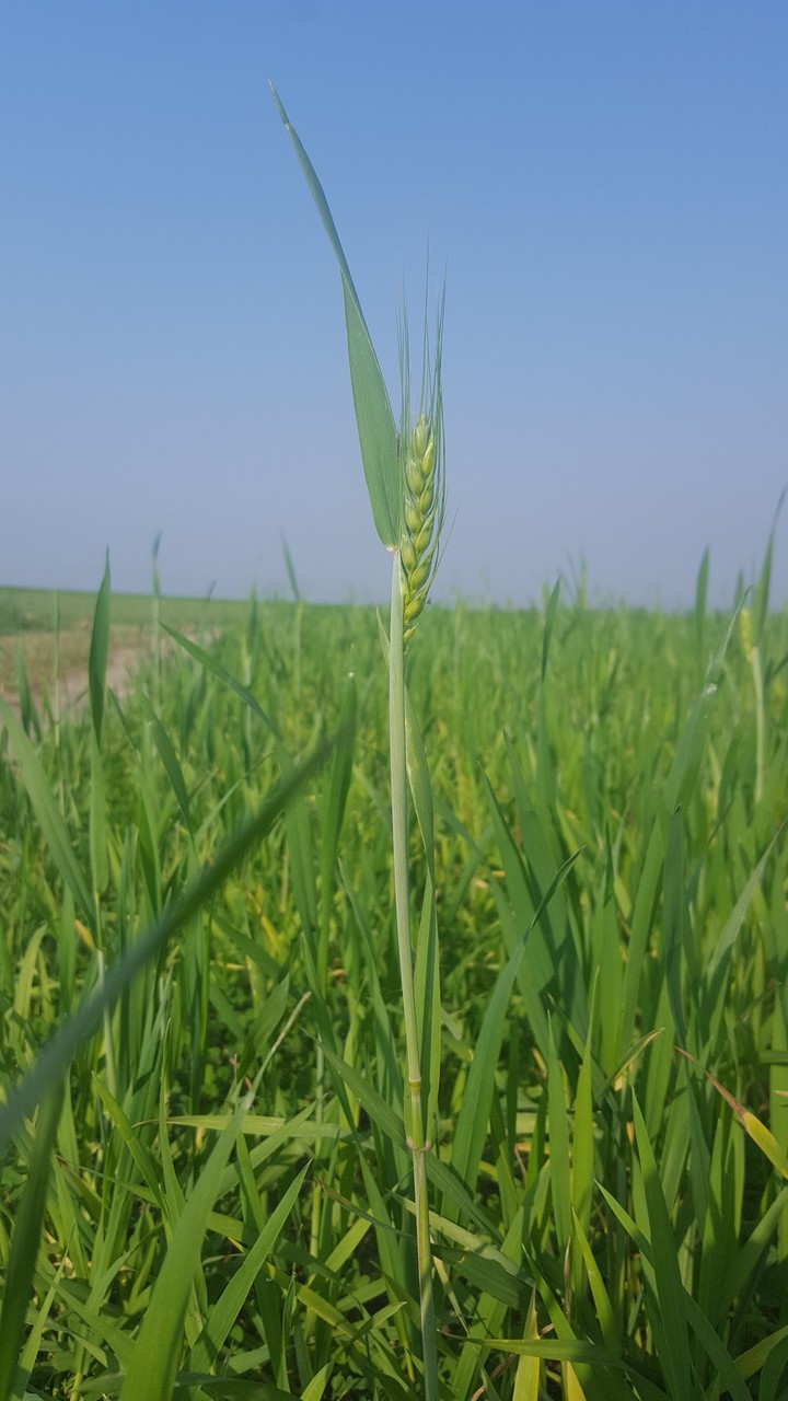 wheat