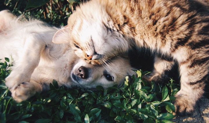СET И Dog