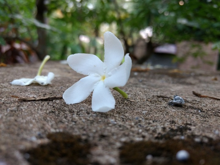 white flowers