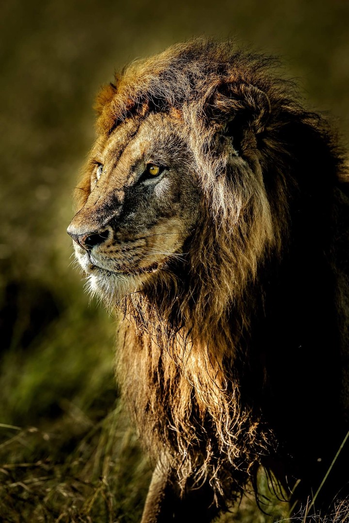 lion