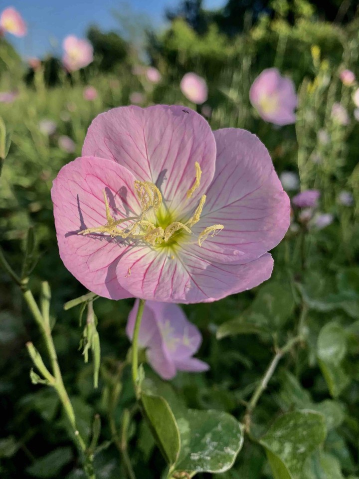 pink flower