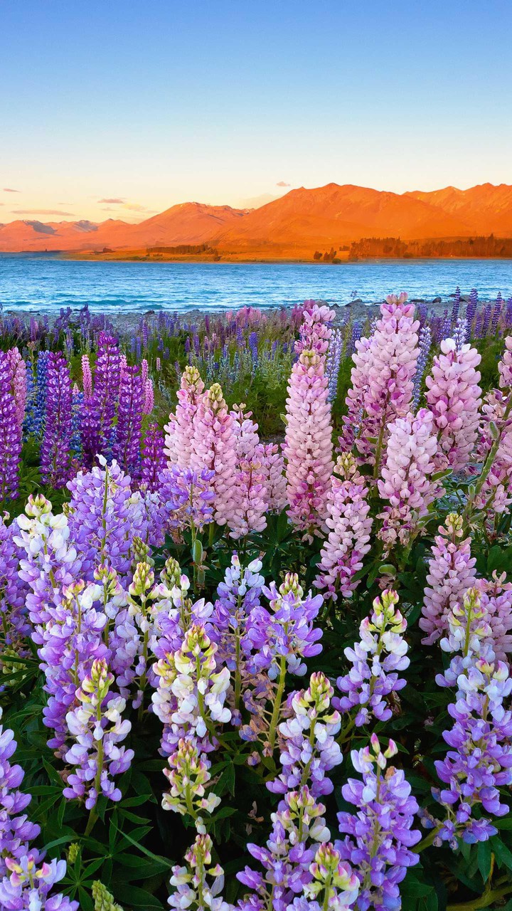 fiori