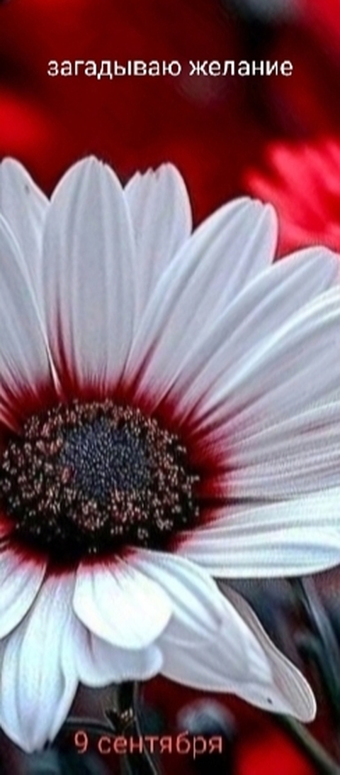 publication, flower háttérképek
