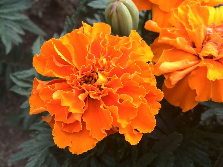 Flower