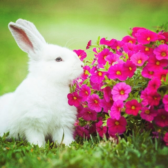 #rabbit