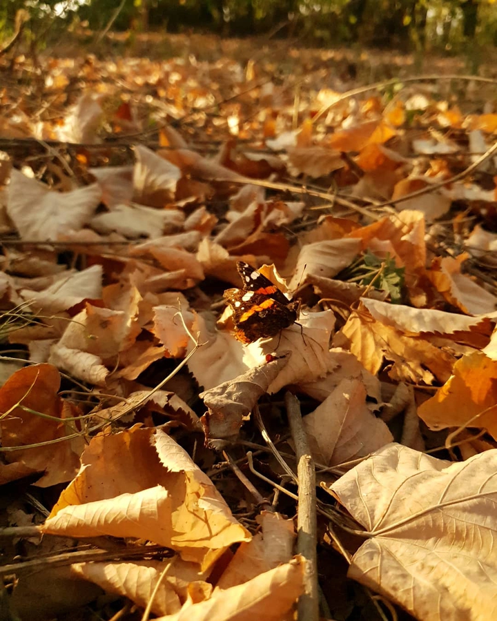 autumn butterfly