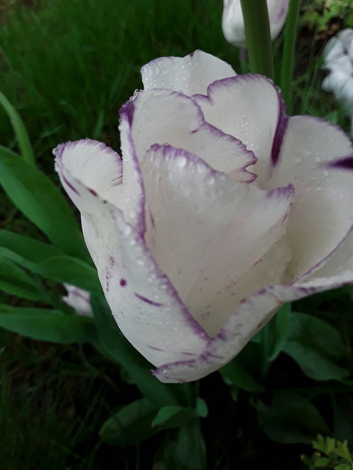 Rainy tulip