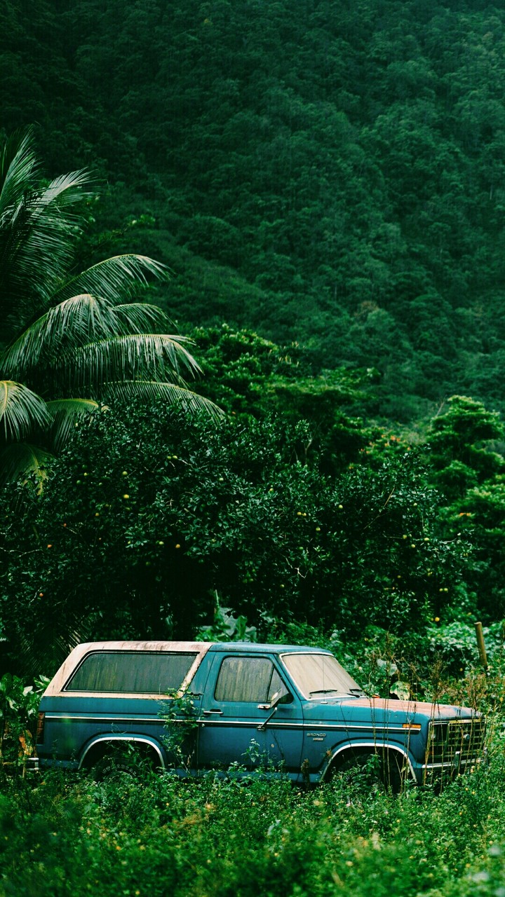 Car in the Forest