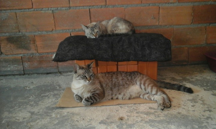 as gêmeas mais fofas