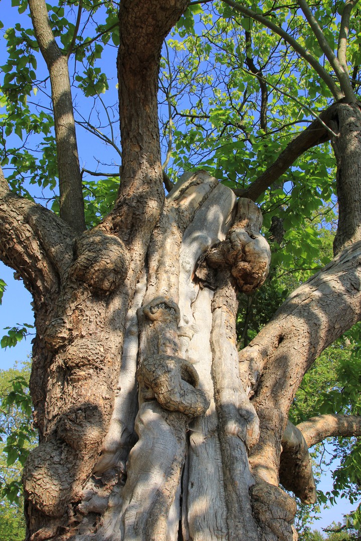 Old big tree
