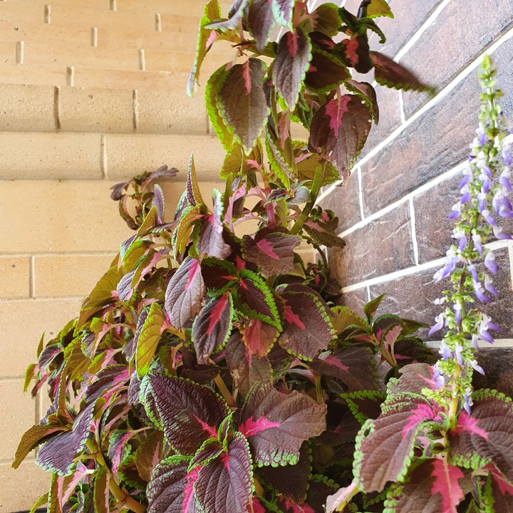best leaves