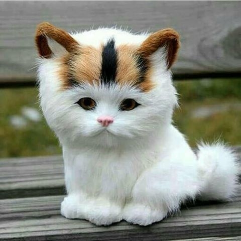 Cute Cat 