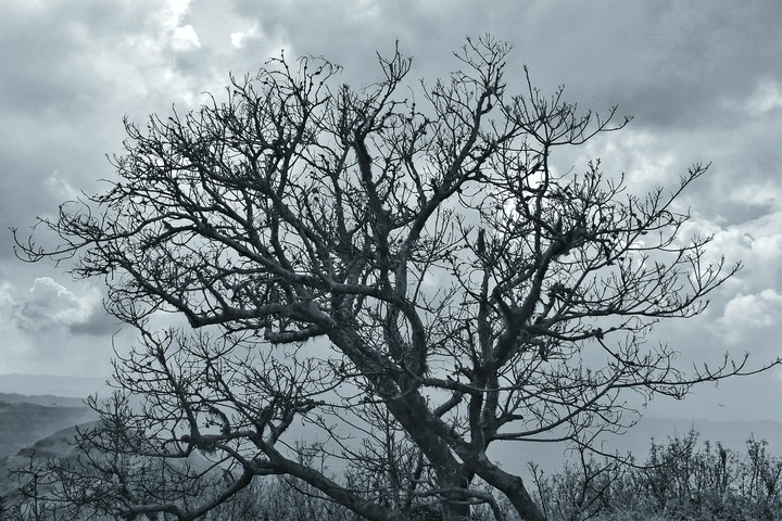 dead tree