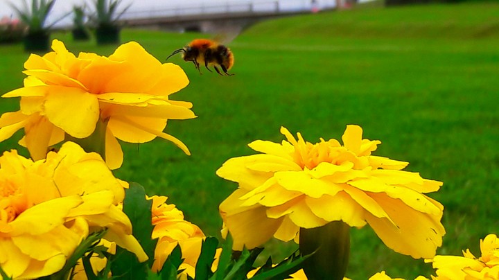 flying bee