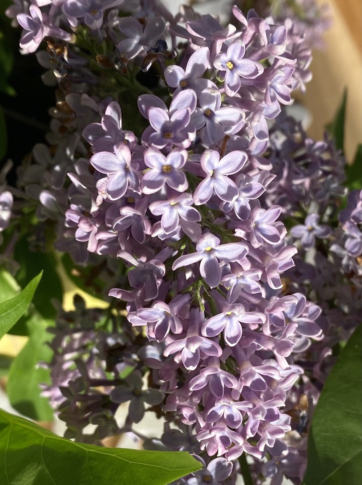 lilac