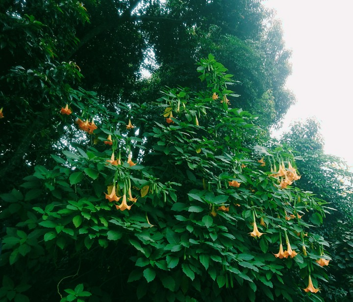 belladonna