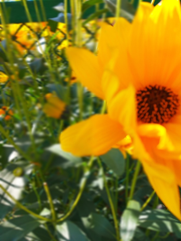 flower 3.