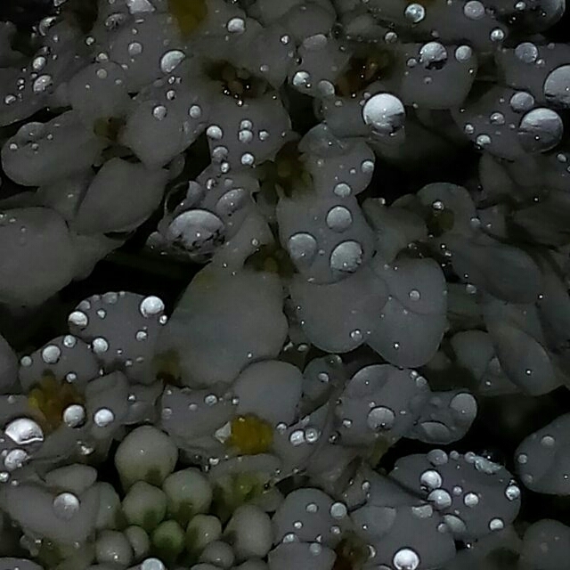 Soul's Dew.