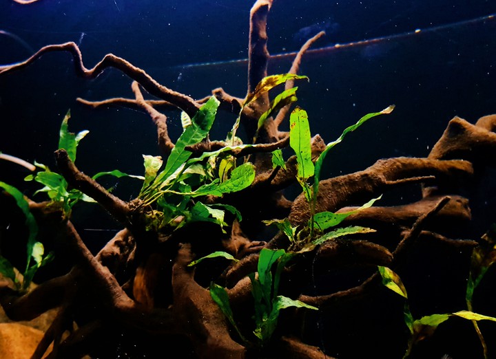 plants