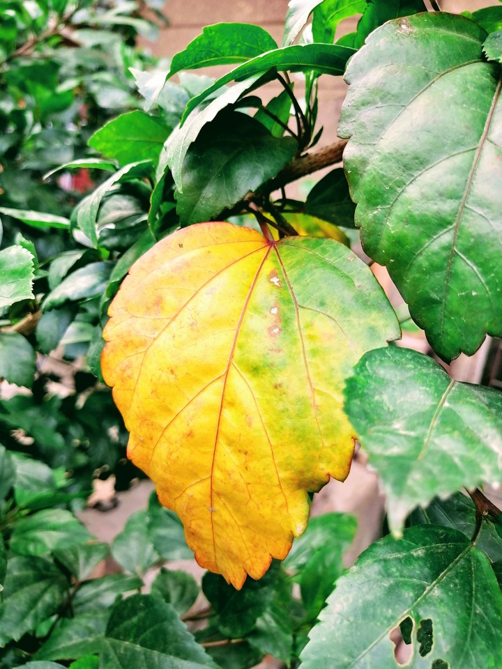 leaf