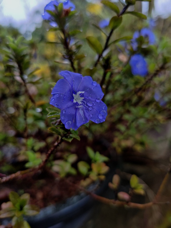 FLOWER