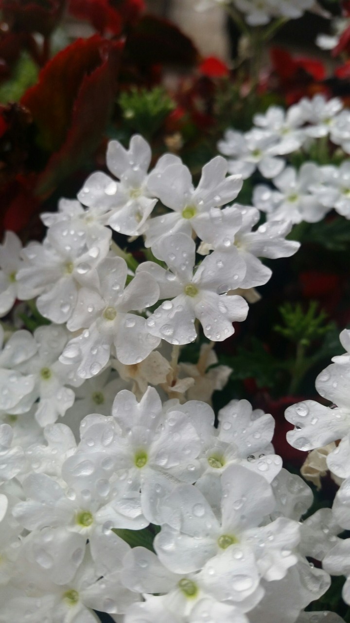 Flowers During The Rain