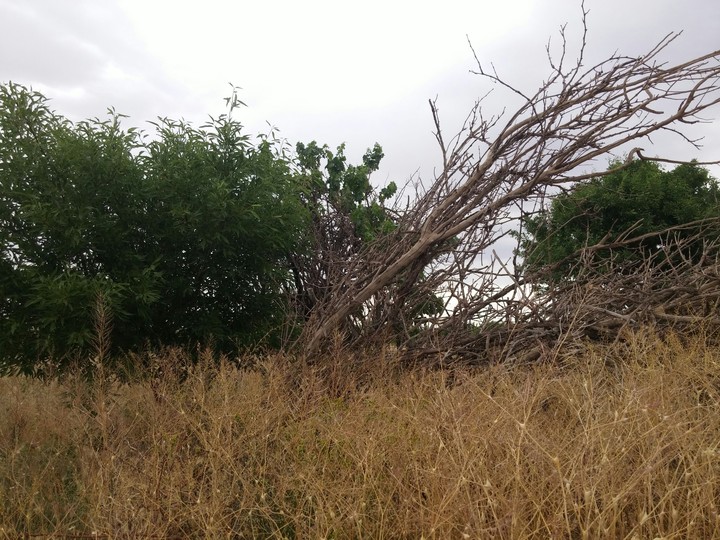 nature