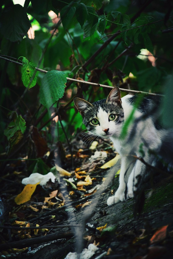 cat
