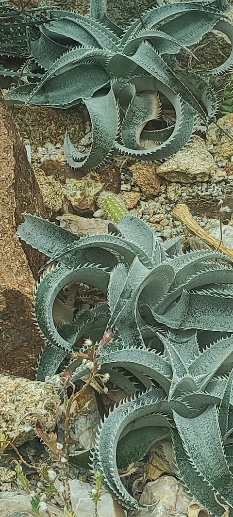 fonds d'écran agave, Cactus
