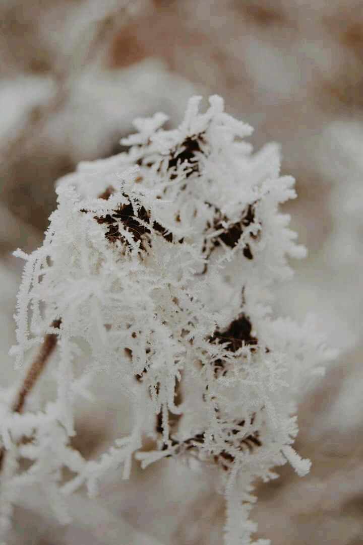 zimnipriroda