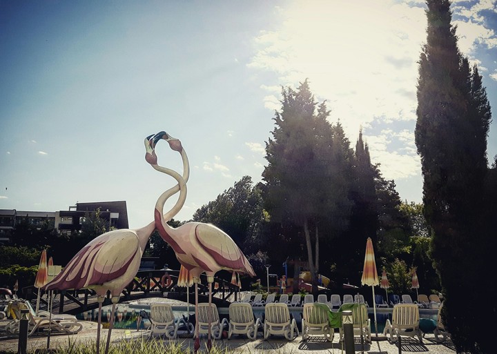 Flamingos