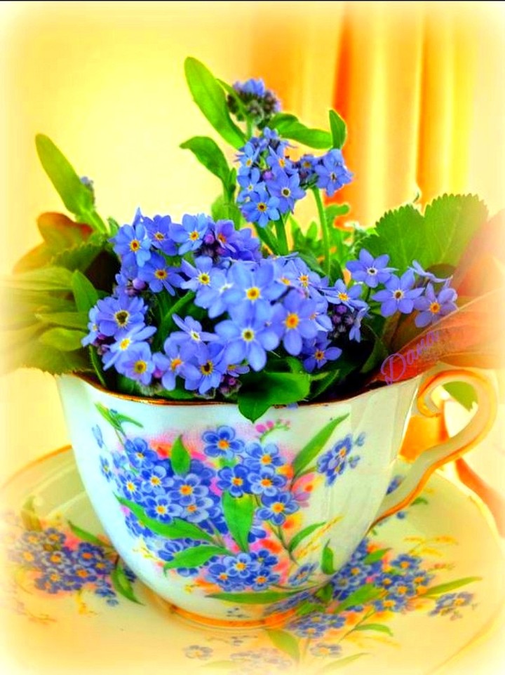 forget-me-not