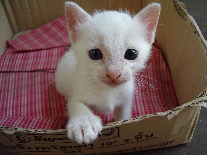 Kitty