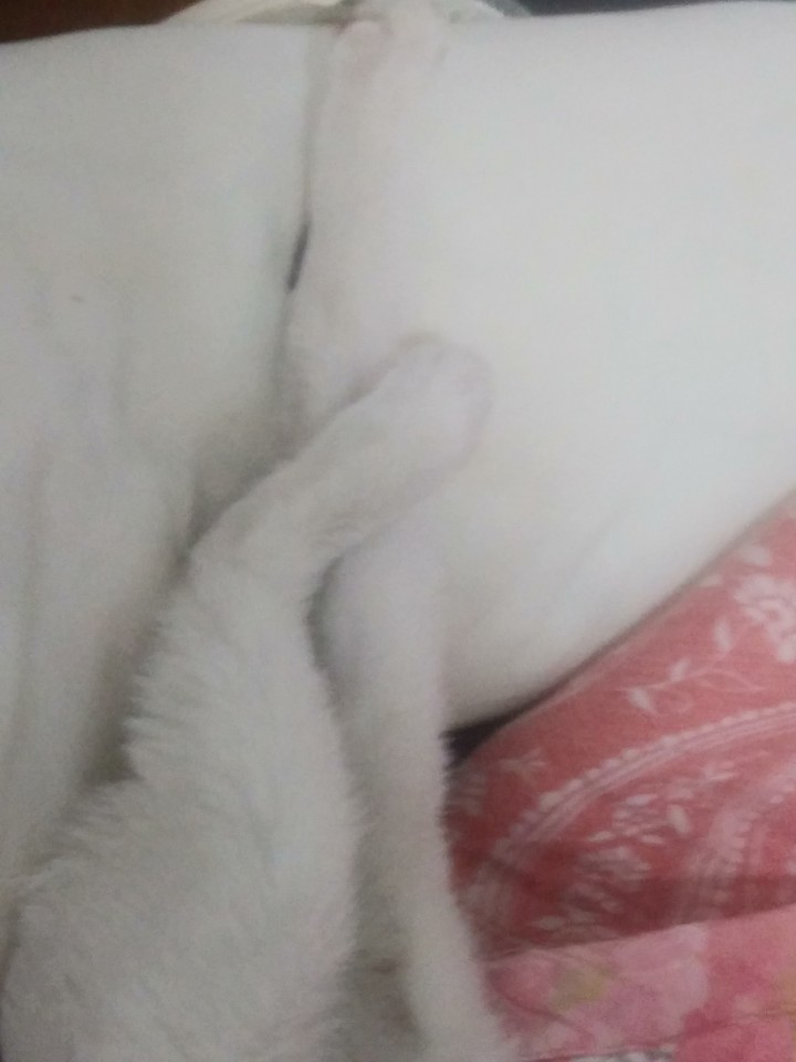 유후