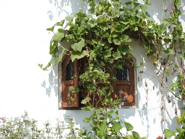 Window