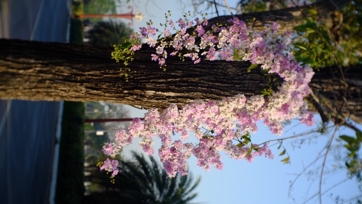 floribunda