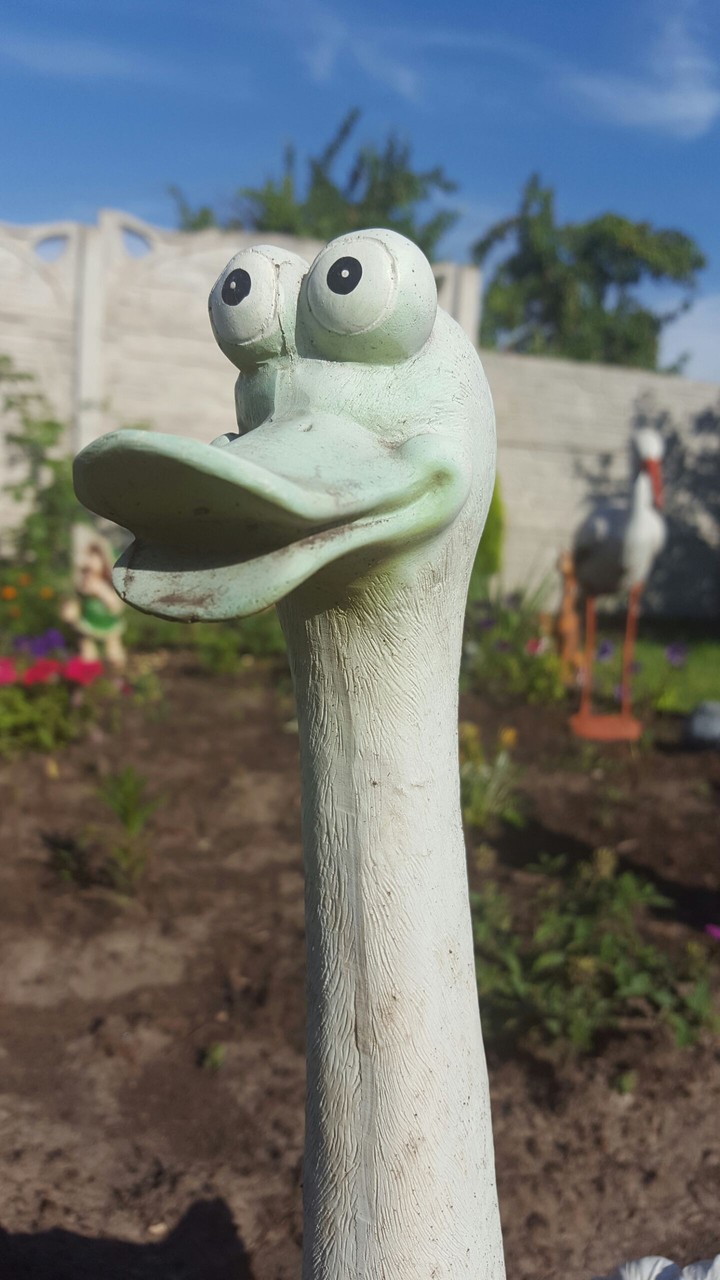 Goose