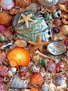 SEASHELLS!!!!!!!