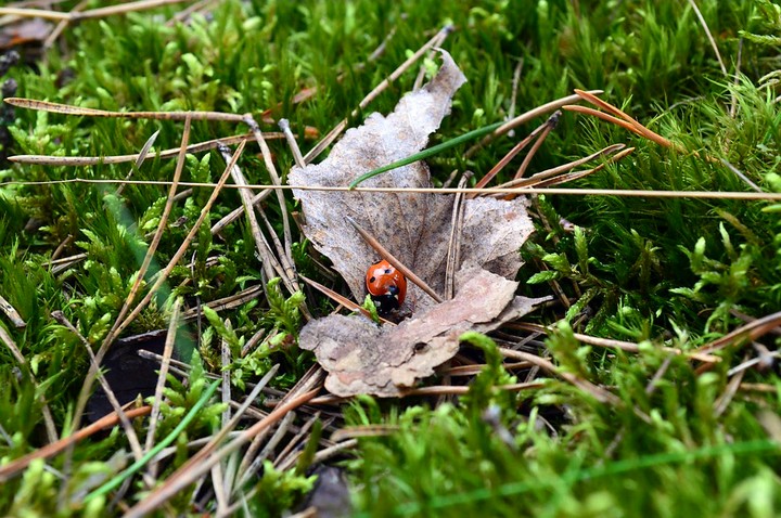Ladybug