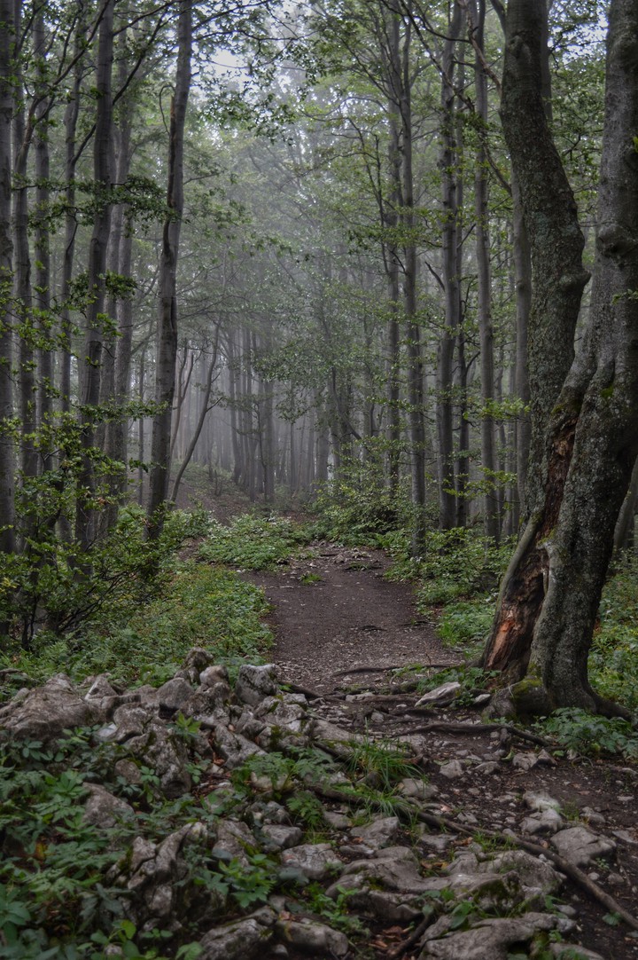 slovakia's forrest