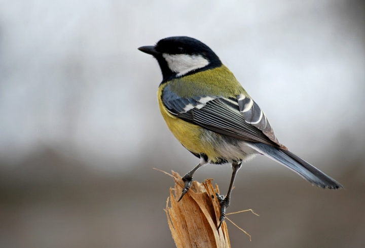 bird