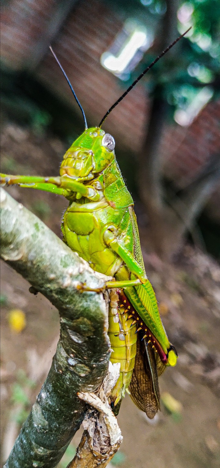 Grasshopper