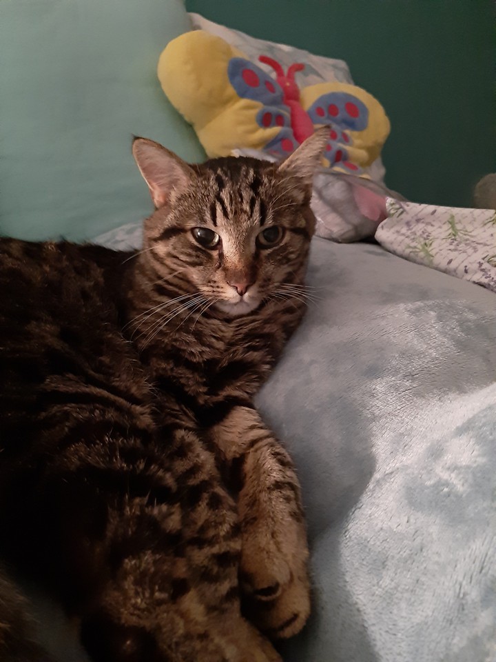 katze