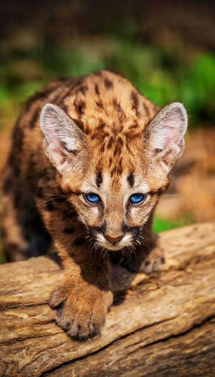 wild cat