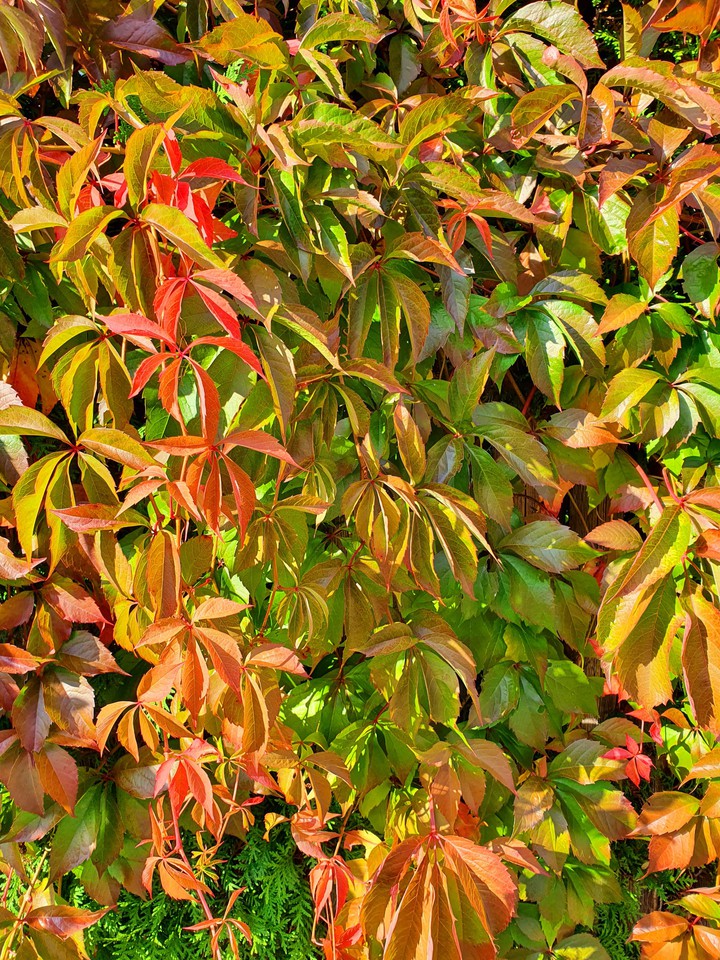 Herbst