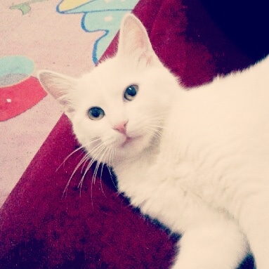 our cat