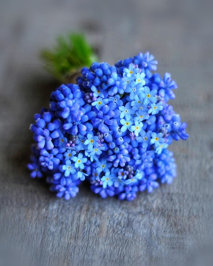 muscari