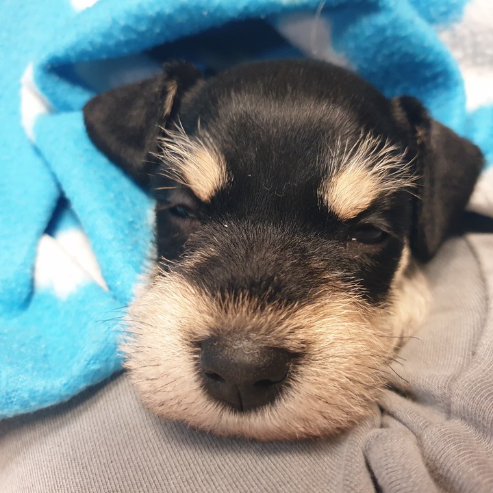 강아지