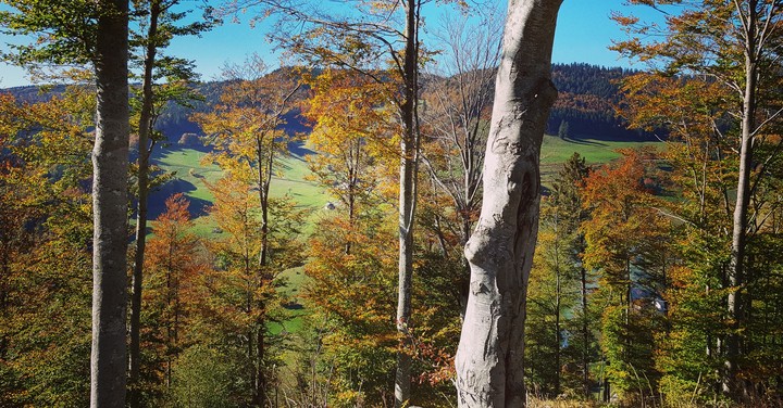 Todtnauberg Germany